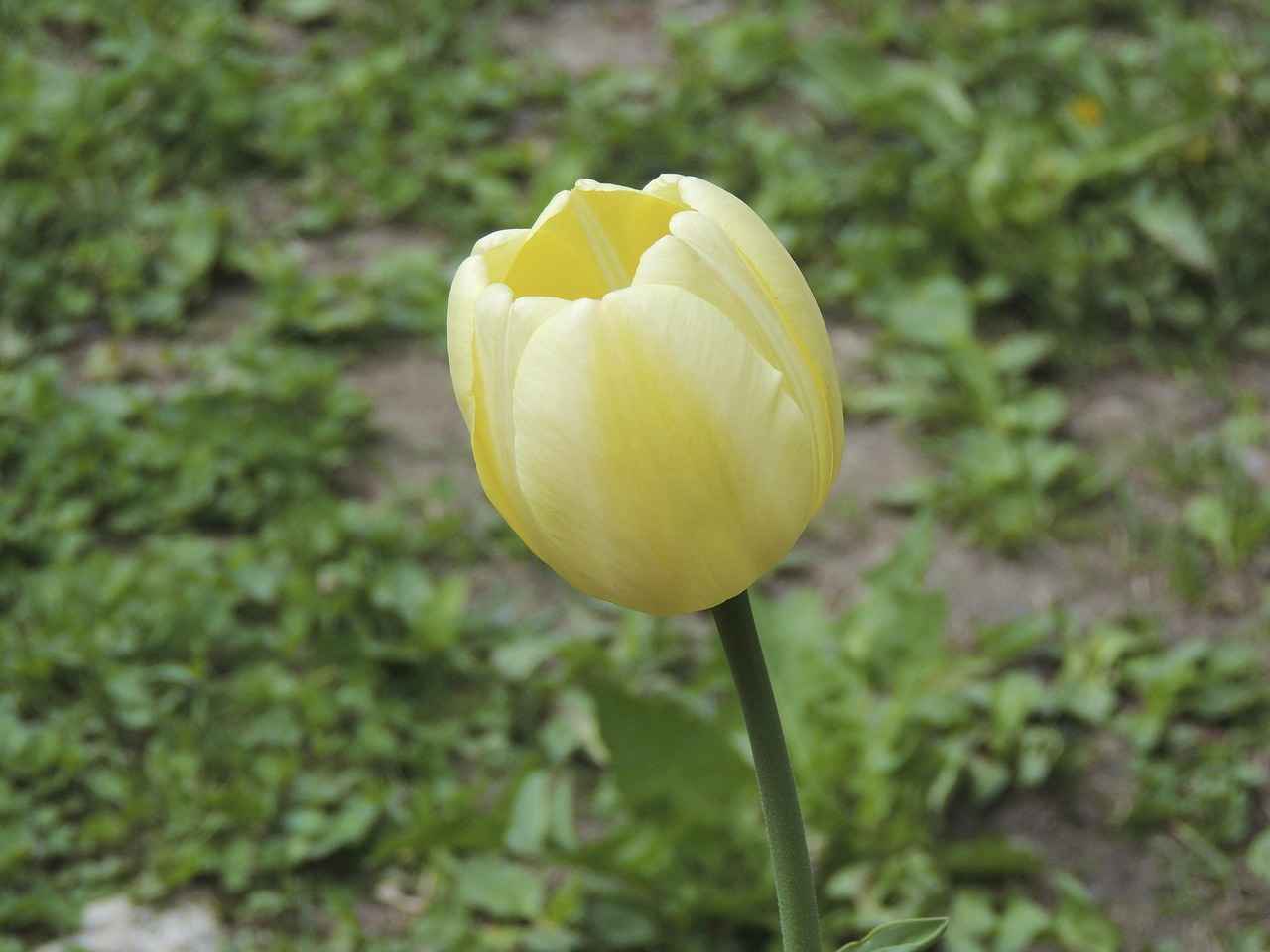 Kalemin Tarihsel Gelişimi