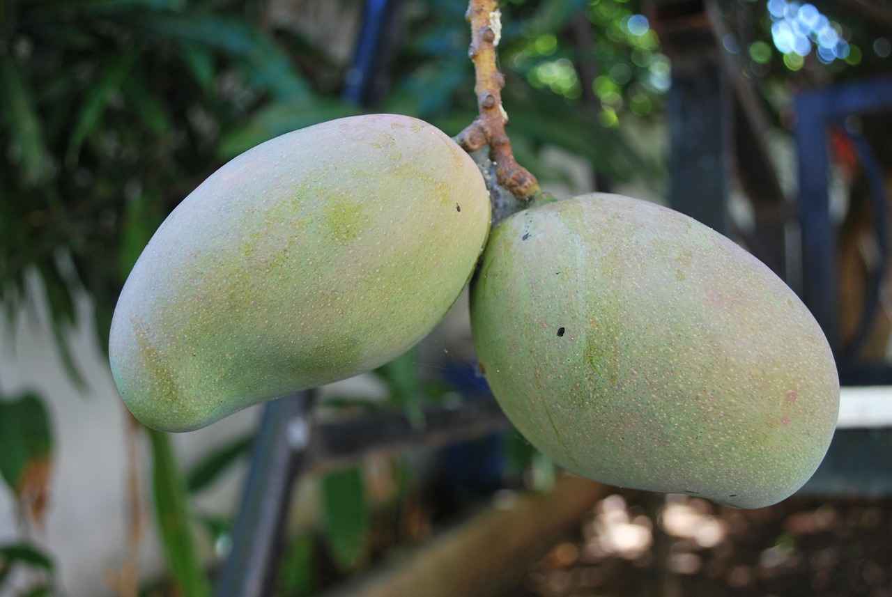 Mango Kalemlik Kullanım Alanları