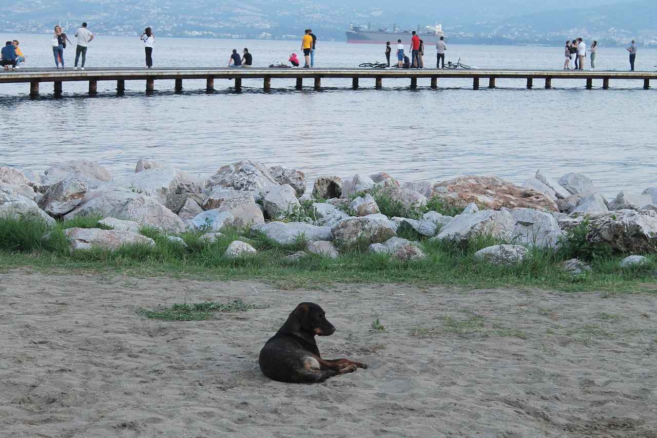 Melodika Alırken Yüksek ve Düşük Fiyat Aralıkları