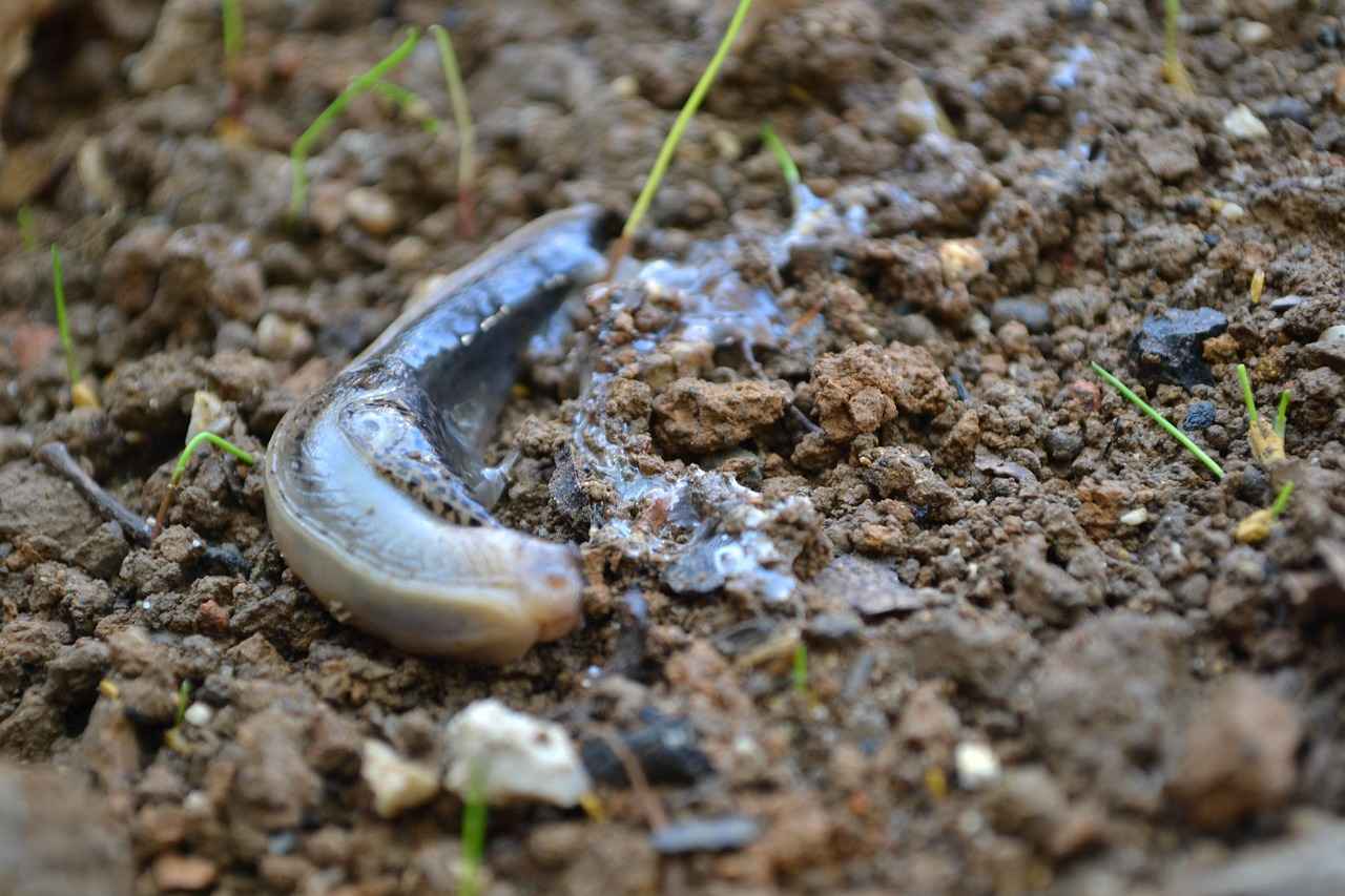 Slime Nedir ve Neden Popülerdir?