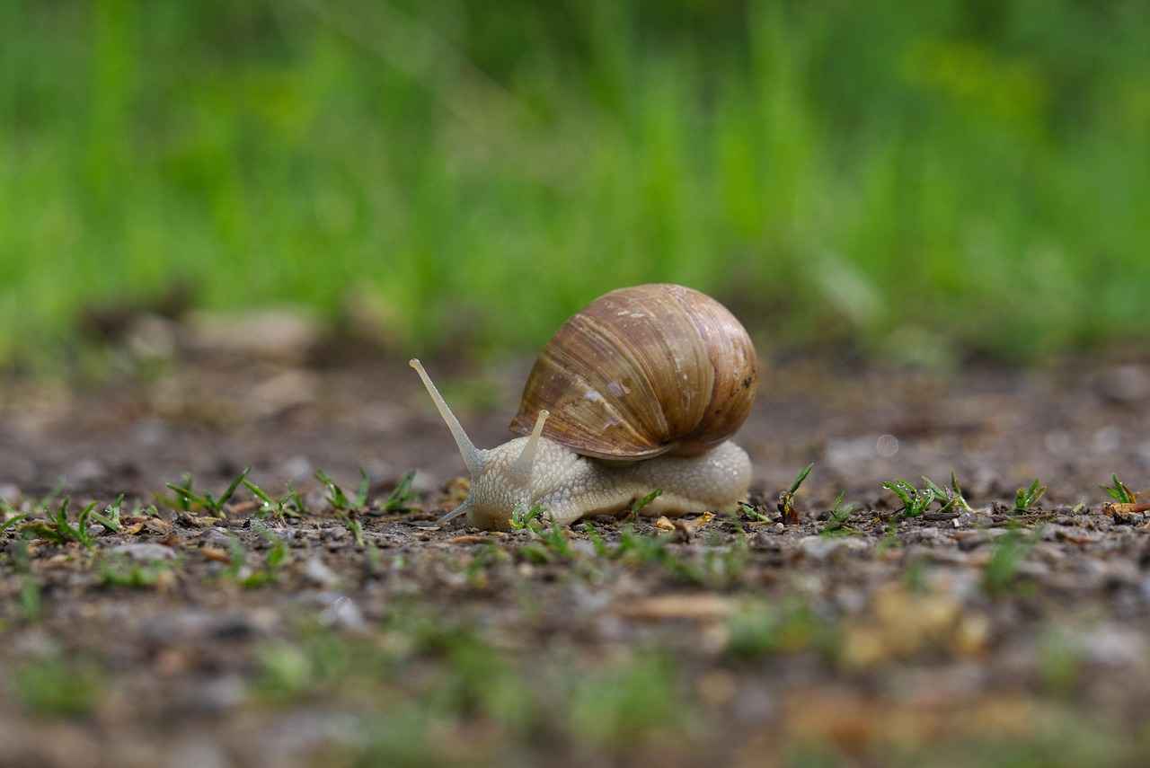 Slime Yapımında Kullanılan Temel Malzemeler